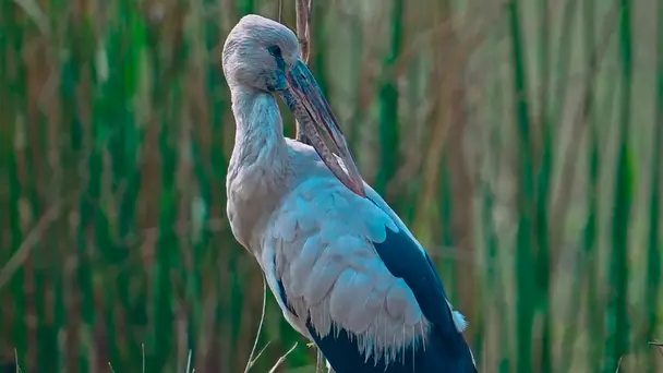 Birds of Bihar- Episode 1