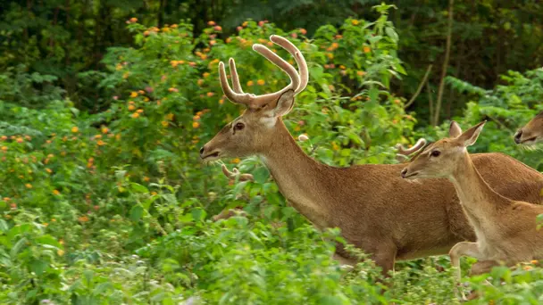 The Island Rainforests