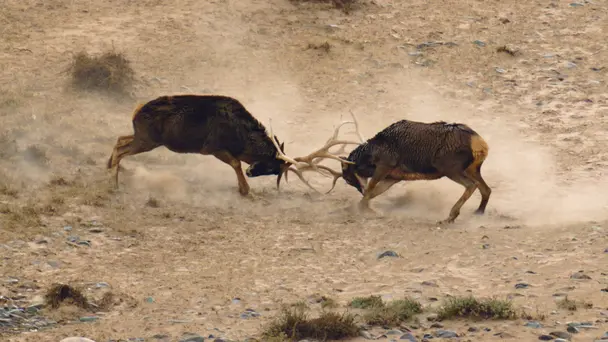 The Roof of the World