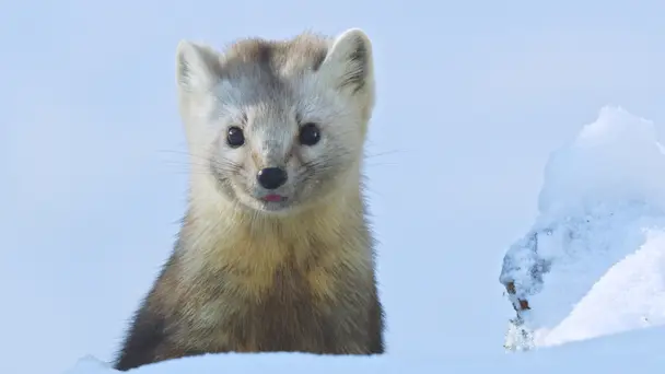 Siberian Tiger Country