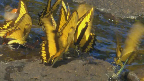 The Bug Buffet