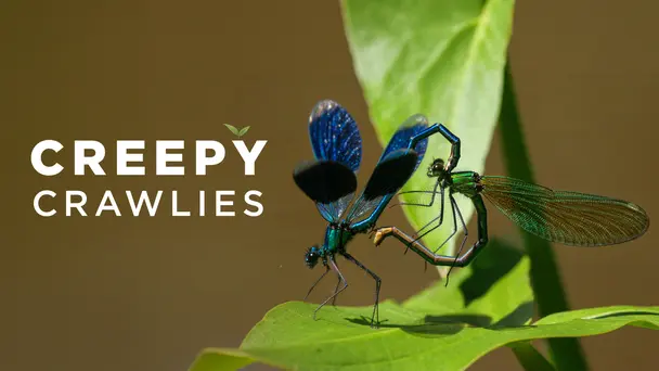 Creepy Crawlies