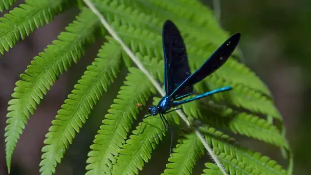 A Texas Wildlife Story