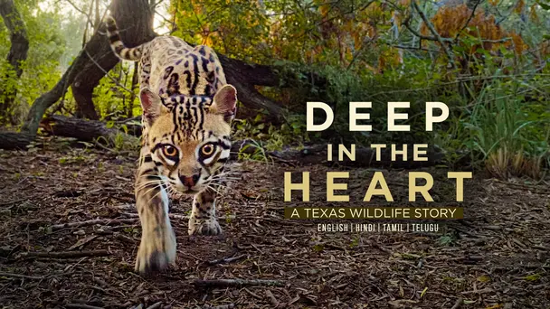 Deep in the Heart: A Texas Wildlife Story