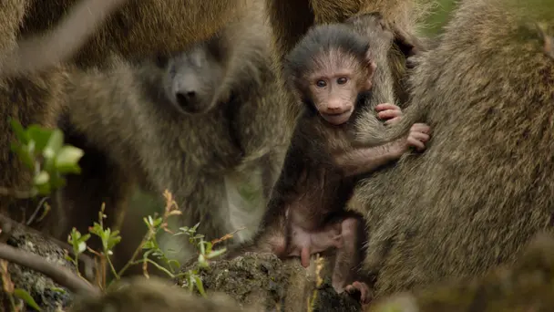 Defending the Family