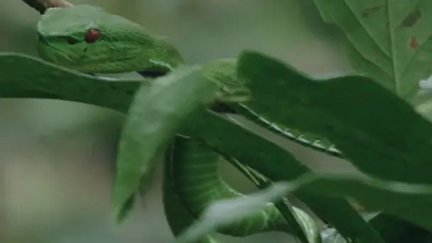 It’s a Jungle Out There!