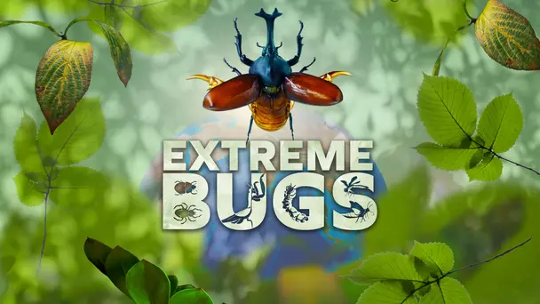 Extreme Bugs