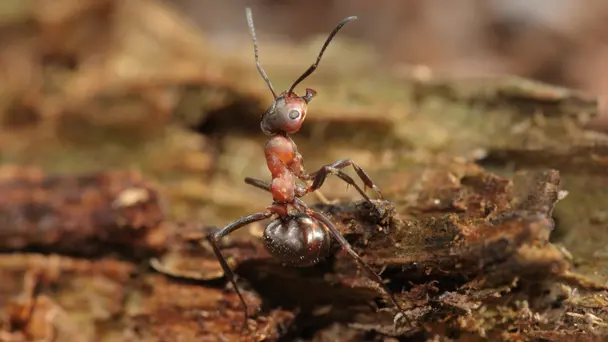 Ants