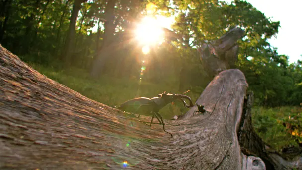 Beetles