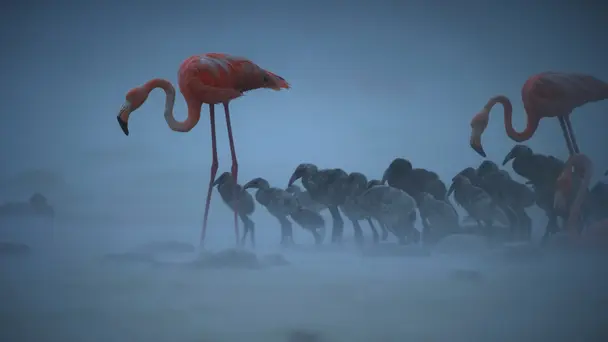Savage Seas