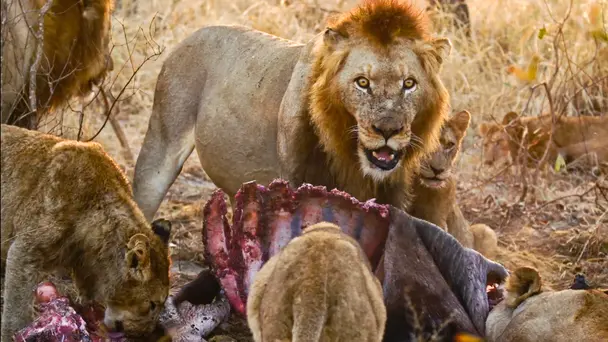 One Hundred Lions