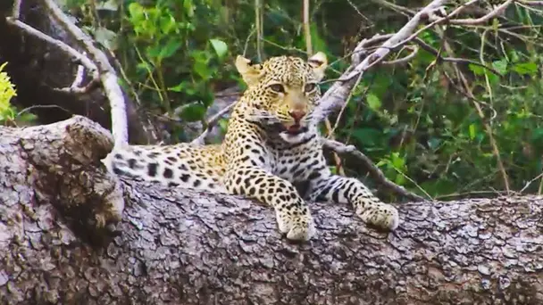 Leopard: Sand and Heat