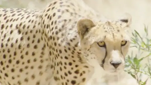 Cheetah’s Burning Plains