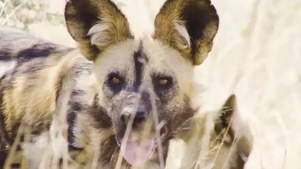 Wild Dogs: Tough Territory