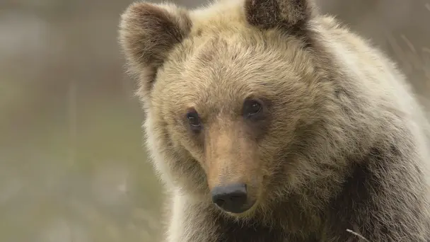 The Forest of the Brown Bears