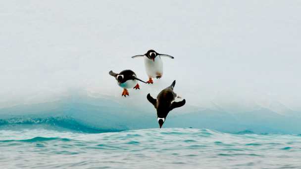 Just Penguins