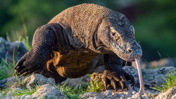 Just Reptiles