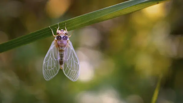 Just Insects