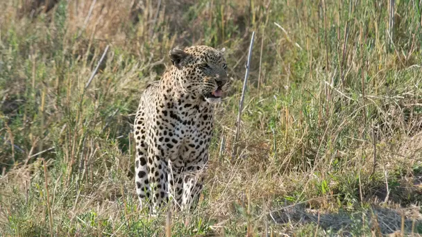 Kruger's Wild Kingdom