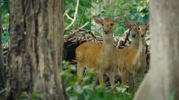 Kui Buri - Thailand's Hidden Eden