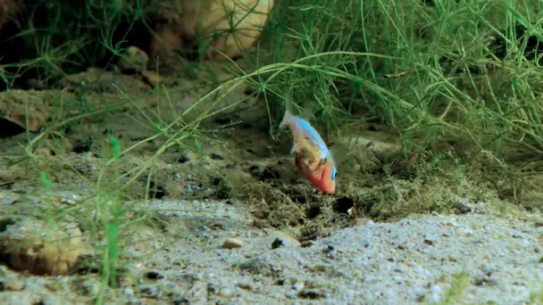 Lakes of the Mountains