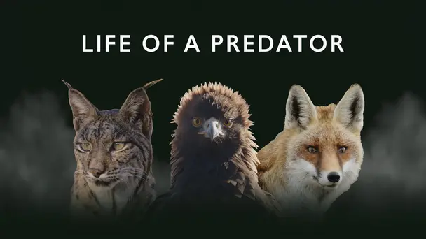 Life of A Predator