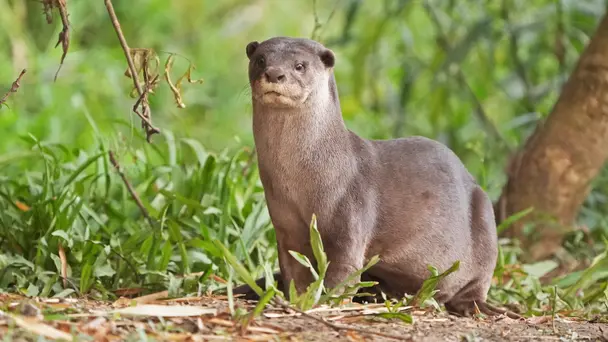 My Otter Diary