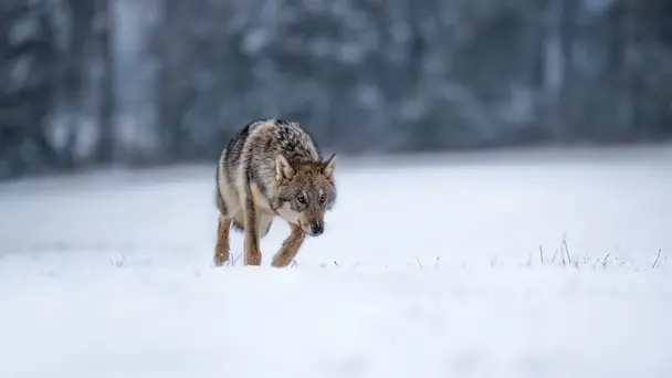 Animal Intelligence