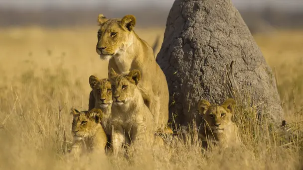 The Greatest Adventure