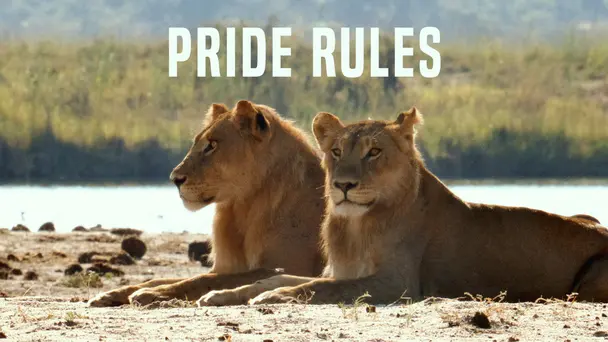 Pride Rules