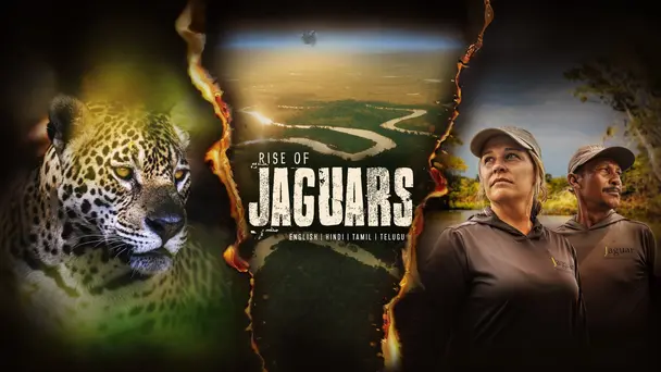 Rise of Jaguars