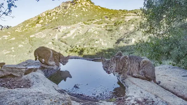 San Diego: America's Wildest