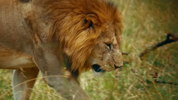 Lions