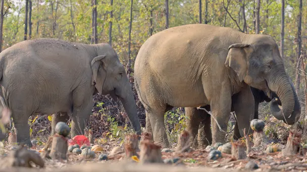 Elephants in Shared Spaces