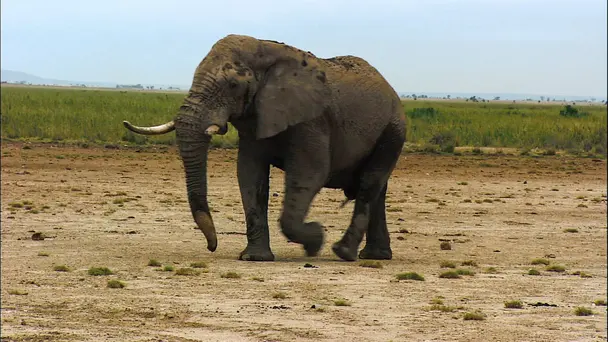 The Most Amazing Senses