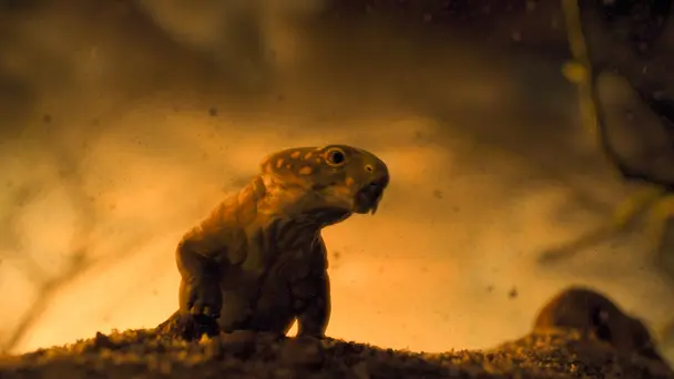 When the Asteroid Fell