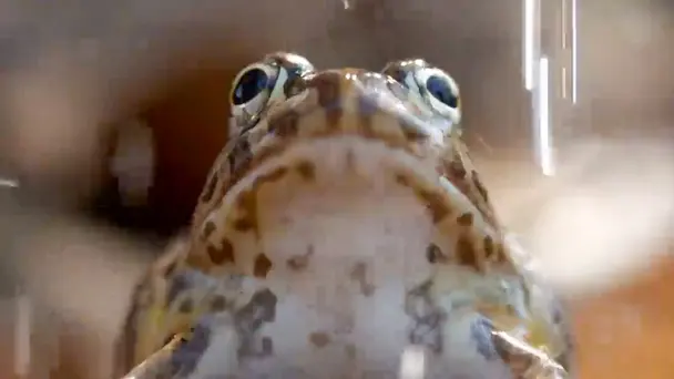 The Coming of the Rains