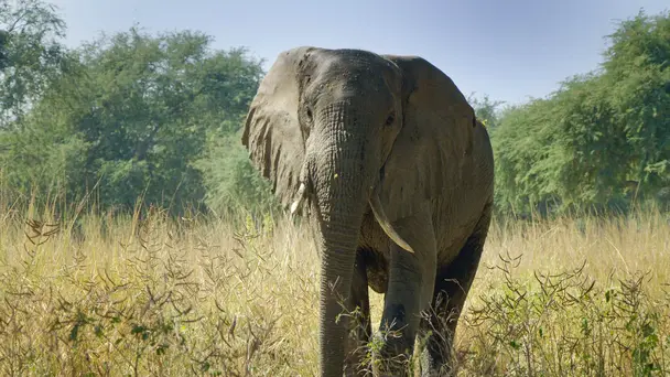 The Great Elephant Tale