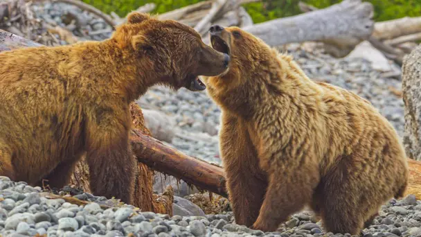 Welcome to the Tundra