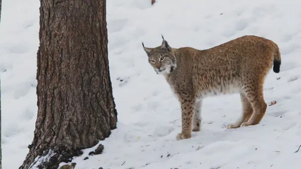 The Queen in the North