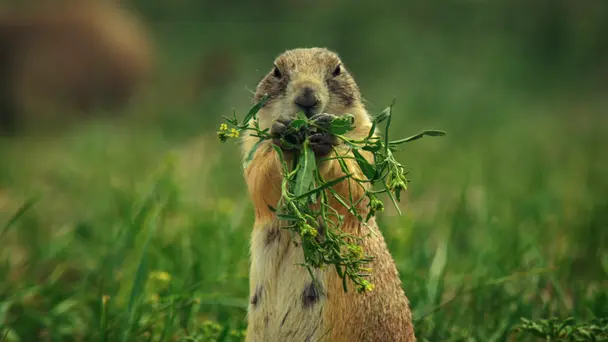A Prairie Dog's Life