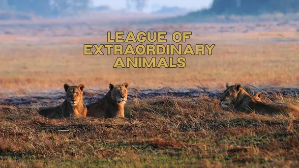 The League Of Extraordinary Animals