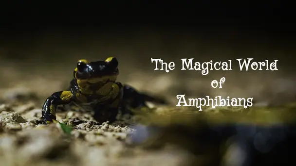The Magical World of Amphibians
