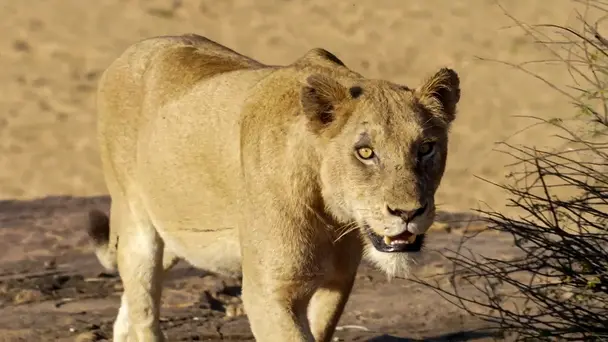 The Teeth of the Savannah