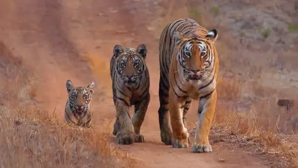 Bastion of the Tiger Moms