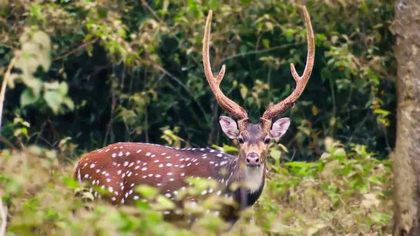Aspiring King of North Tadoba