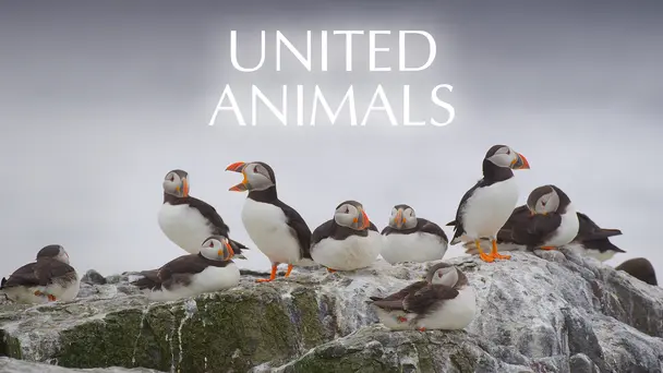 United Animals