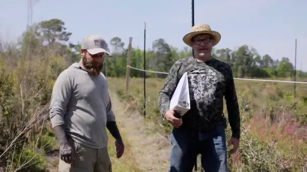 Alligator & Yaupon Tea