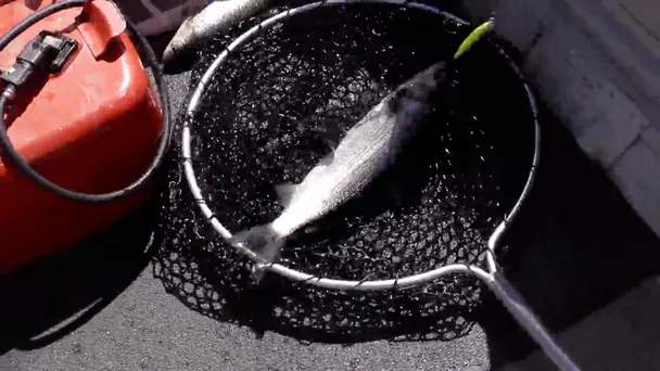 Lake Whitefish & Wild Salad