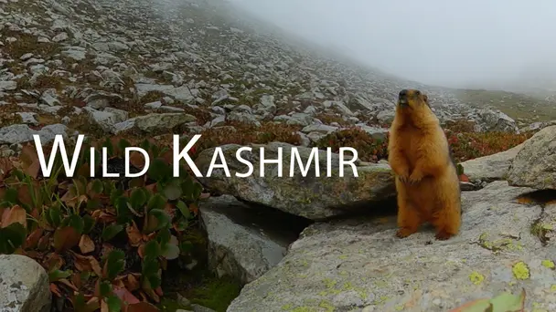 Wild Kashmir